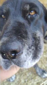 dog's of Greece #dog #puppy #σκύλοσ #animals