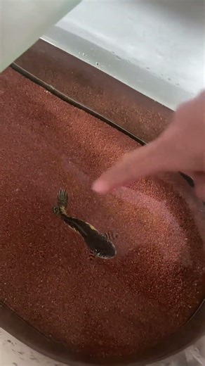 Fish jumps and bites finger in Guangdong, China