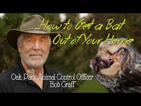 How to Get a Bat Out of Your Home