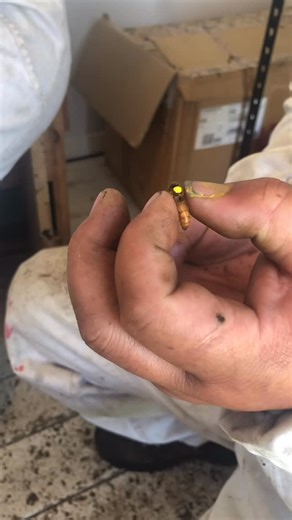 she’s a (bee) keeper on Instagram: "This queen had just been artificially inseminated with selected genetics 🧬 She is still unconscious from being gassed with CO2 for the procedure. The drone semen we inserted was harvested from healthy hives with disease resistance. The queens are brought to New Zealand to introduce new genetics to the honeybee population. Since NZ is so remote, honeybees are at risk of inbreeding. It is necessary to carefully import genetics as a preventative measure. **NZ bi