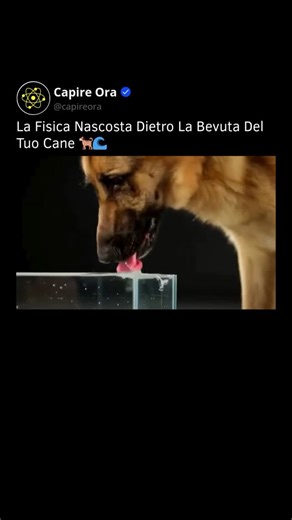Curiosità | Scienza | Tecnologia on Instagram: "Hai mai osservato attentamente il modo in cui il tuo cane beve l’acqua? Molti proprietari sono convinti che i cani utilizzino la lingua come un semplice cucchiaio, curvandola in avanti per raccogliere il liquido. Tuttavia, guardando queste immagini al rallentatore, emerge una realtà biomeccanica molto più complessa e affascinante che sfida la nostra intuizione. A differenza degli esseri umani o dei cavalli, i cani possiedono guance incomplete che n