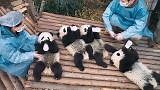 'Pandas' brings all the furry cuteness to IMAX