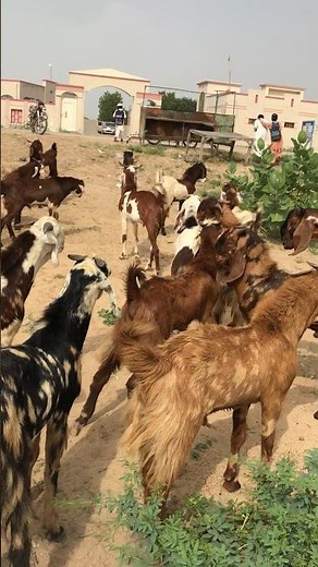 Natural Rural Life | Peaceful Village Moments and Daily Farming Work