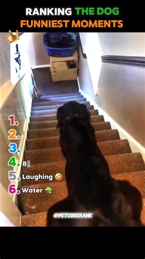 Ranking the Dog Funniest Moments 🤣 | #pets #dogs #shorts #funnymoments #funnyvideos #ytshorts
