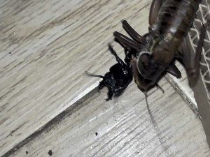 b蝈蝈对战巨蝼步甲part1