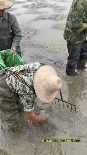 Catching softshell turtles after draining the pond