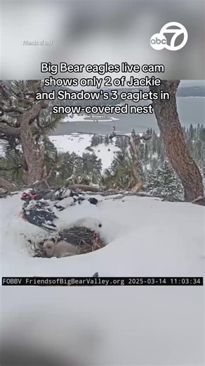 1M views · 13K reactions | Big Bear eagles live cam shows only two of Jackie and Shadow's three eaglets in the snow-covered nest. During a feeding session Friday, only two of the eaglets were visible. | ABC7 News | Facebook