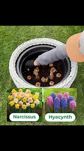 Save this and share with friends!😍 Have you ever tried this method of planting bulbs? Let us know in the comments 👇 #fallplanting #bulblasagne #flowerbulbs #tulips #hyacinth #crocus #dutchiris #flowergardening #gardeningideas | DUTCH-BULBS.COM