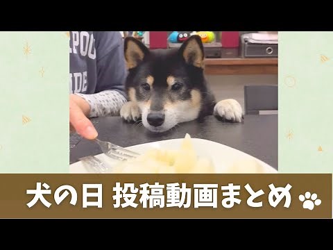 【犬】オモシロ＆可愛い犬動画まとめ【視聴者投稿】
