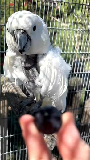 Cockatoo Happy Eating a Blueberry #parrot #bird #birds #parrotsoftiktok #foryoupage #fyp #animals #animal #foryou | Kamilah Yasmin
