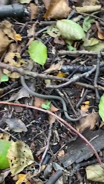 Releasing a Grass Snakelet into the Wild
