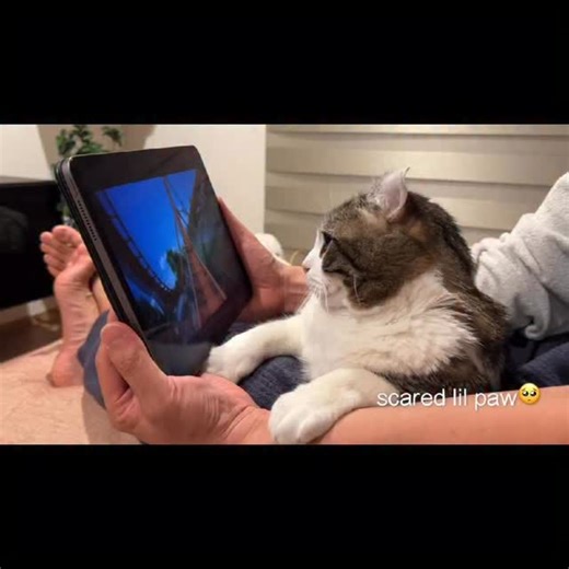 Snow’s roller coaster ride🎢😹 • #rollercoaster #cat #cats #katze #고양이 #catlovers #猫 #catlover #kucing #ねこ #instacat #meow #fluffy #cute #kitten #weeklyfluff #pet #petsofinstagram #petstagram #americancurl #shorts #funny | curlysnow0915