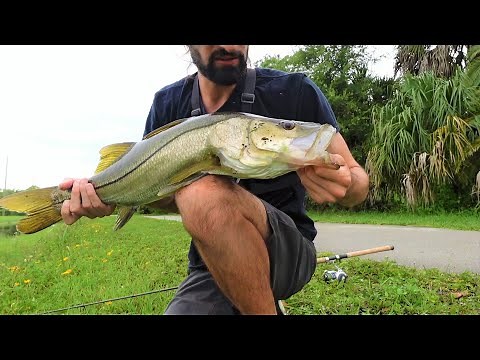 How to catch freshwater Snook in Naples Florida