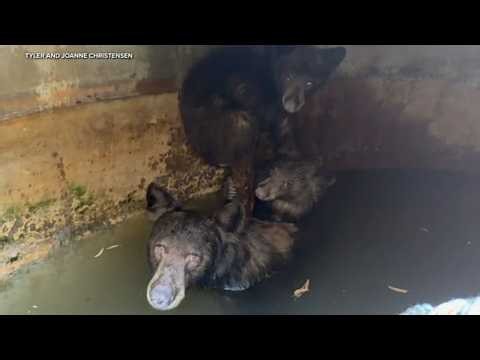 SoCal crews rescue mother bear, cubs trapped in water tank
