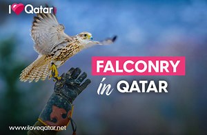 What you need to know about falconry in Qatar