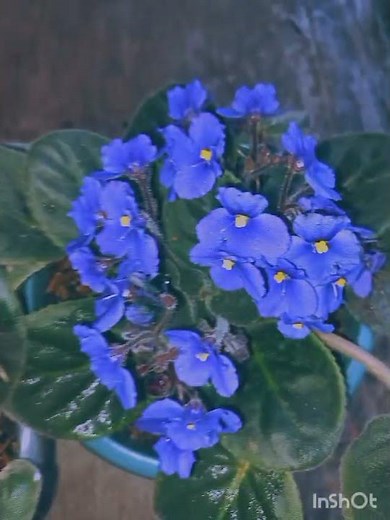 My african violet collection