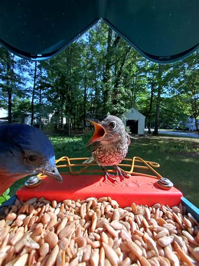 The food is literally right there, dawg. Even your lazy ass can reach it.