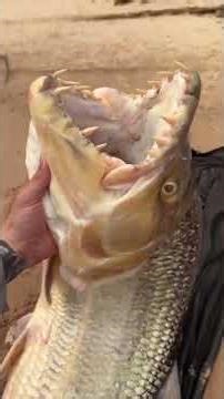 **Title:**Monster of Congo: Real Dragon & Alien Creature Found in Africa! 🌍🐉👽