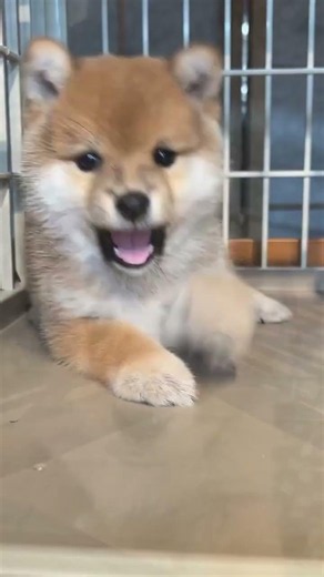 Funny Puppies Making Different Sounds | Adorable Puppy Moments