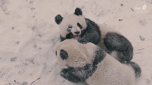 Mit den schönsten Bildern unserer Panda-Familie 🐼 aus den vergangenen zwölf Monaten lassen wir das Jahr ausklingen. Danke für eure großartige Unterstützung, die ihr uns wieder einmal auf so vielfältige Art und Weise habt zukommen lassen. 🙏 Wir freuen uns auf 2022. Rutscht gut rein! 🍀🍾✨🐽 | Zoo Berlin