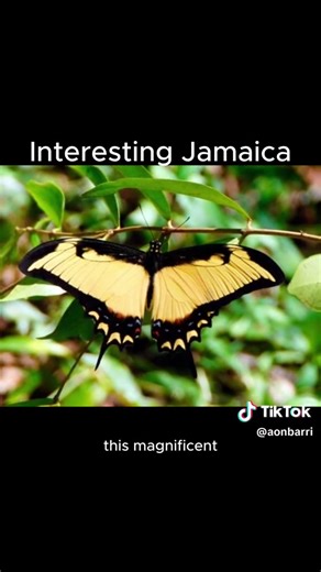 59K views · 2.6K reactions | Farm Up Jamaica on Reels | Facebook