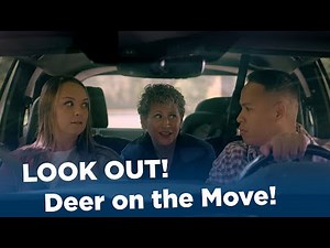 Deer are especially active this time of the year. Do you know how to avoid a collision with one?