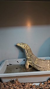 1.5K views · 13 reactions | 年年年年年 #royalpythons #ballpythonlove #beardeddragon #reptilebreeder #snek #morph #petsnake #herpetology #animal #morphs #morph #snakelove #reptilelove #livingart #ballpythonofinstagram #snakelovers #reptilesofinsta #serpent #ballpythonsnake #nature #ballpythonlover #babyballpython #ballpythonmorphsofinstagram | Xclusive ball pythons | Facebook