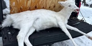 See it: Rare albino deer found in Wisconsin