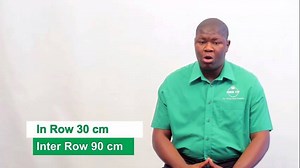 2.2K views · 54 reactions | Maize Planting establishment - Take advantage of the first effective rains | SeedCo | Facebook