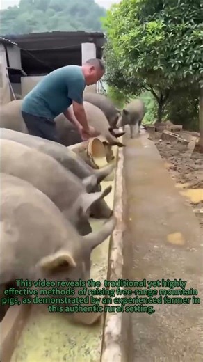 Free-Range Pig Feeding Secrets! 🐖 How to Raise Healthy Mountain Pigs
