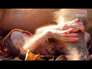 Adorable Wildlife Mom Monkey Hugs and Nurses Baby Carefully