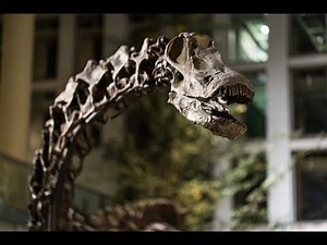 Diplodocus carnegii (Dippy) - Dinosaur Spotlight