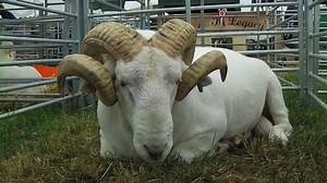 Wiltshire Horn Sheep