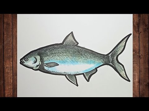 HOW TO DRAW A MILKFISH | BANGUS FISH | TOUCHFIVE MARKERS