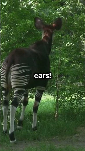 Okapi Wonders: Discover Africa’s Mysterious and Majestic Creature!