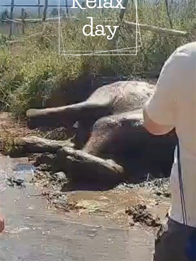 Slow down, breathe deep, and reconnect with nature in the most gentle way. 🌿🐘 Relax with elephants in Chiang Mai at Elephant Freedom Project, where rescued elephants live freely in a peaceful, natural environment. There are no rides, no shows, and no rush — just quiet moments spent observing elephants as they walk, forage, bathe, and simply be themselves. This experience is about respect, mindfulness, and ethical tourism. Sit back, listen to the sounds of the forest, and feel the calm that com