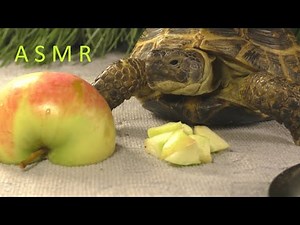 Turtle eating an Apple ASMR | Animals ASMR #68