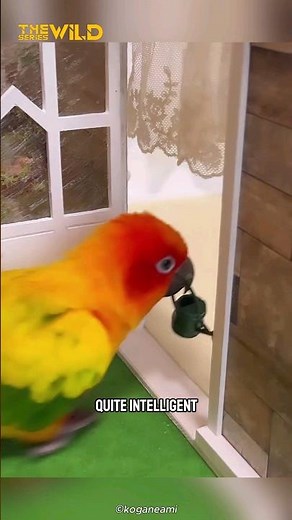 Intelligent & Beautiful Parrot | Sun Conure #shorts