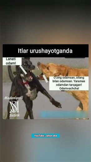 Itlar urushganida 😊 #aestetic #cute #love #reels #uzbekistan #memes #kulgili #milliy #rek