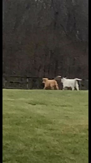 Came home to this the last several days.. Fence building tomorrow. #fyp #cattlefarmerproblems #countrylife #cowplay #calves #foryou | Haydn House | Facebook
