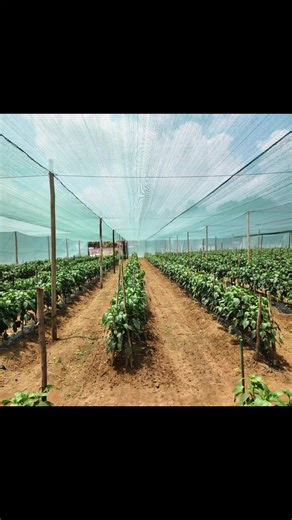 Growing Yellow and Red Peppers: A Color Change Guide