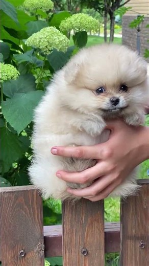 Chó con dễ thương #cho #dog #puppy #animals