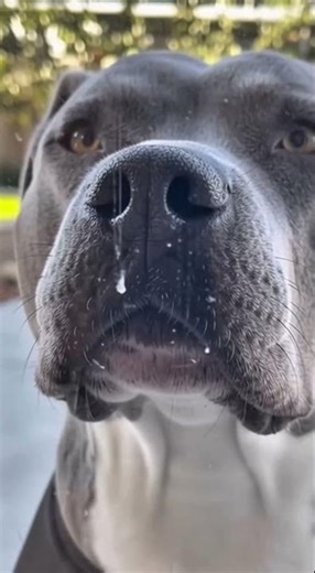 Big Bark, Zero Bite? 🐕😤