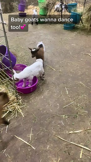 Adorable Baby Goat Bouncing Compilation