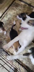 5.8K views · 202 reactions | The J PUPS are ready to go home! Their Momma is Jessie, who now has her own forever home. Three girls & three boys! Apps to adopt at TailsandTrails.org | Tails and Trails Rescue | Facebook