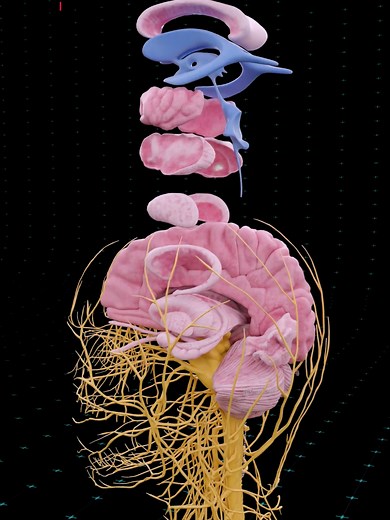 El Sistema Nervioso: La Red Oculta que Controla Tu Cuerpo