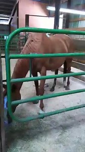 3.4K views · 44 reactions | Video of the mare. | Auction Horses | Facebook