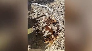 China: Was macht dieser Hund im Tiger-Gehege?