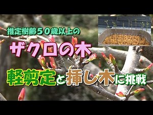 【我が家の果樹たち】古いザクロの軽剪定と挿し木に挑戦