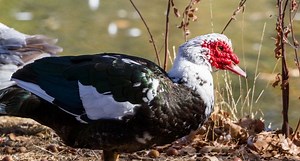 Muscovy Ducks 'Talk' with Their Tail, Wagging it Like a Dog Does
